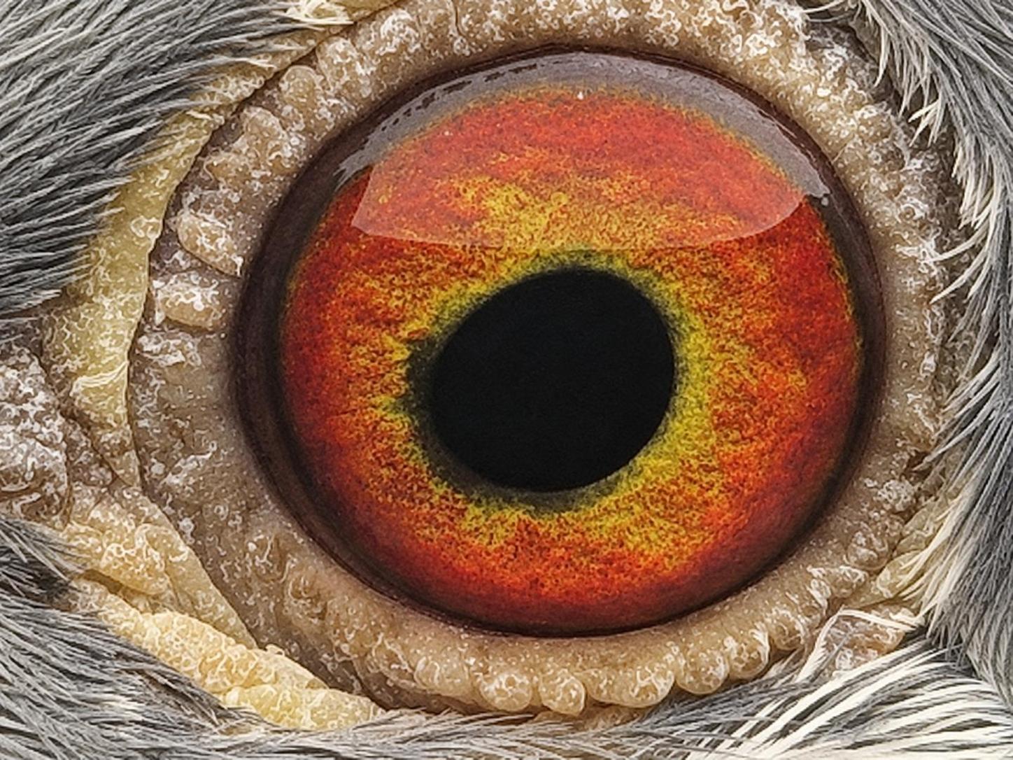 Pigeon eye